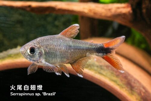 wowfish-fb-chiang-03-1