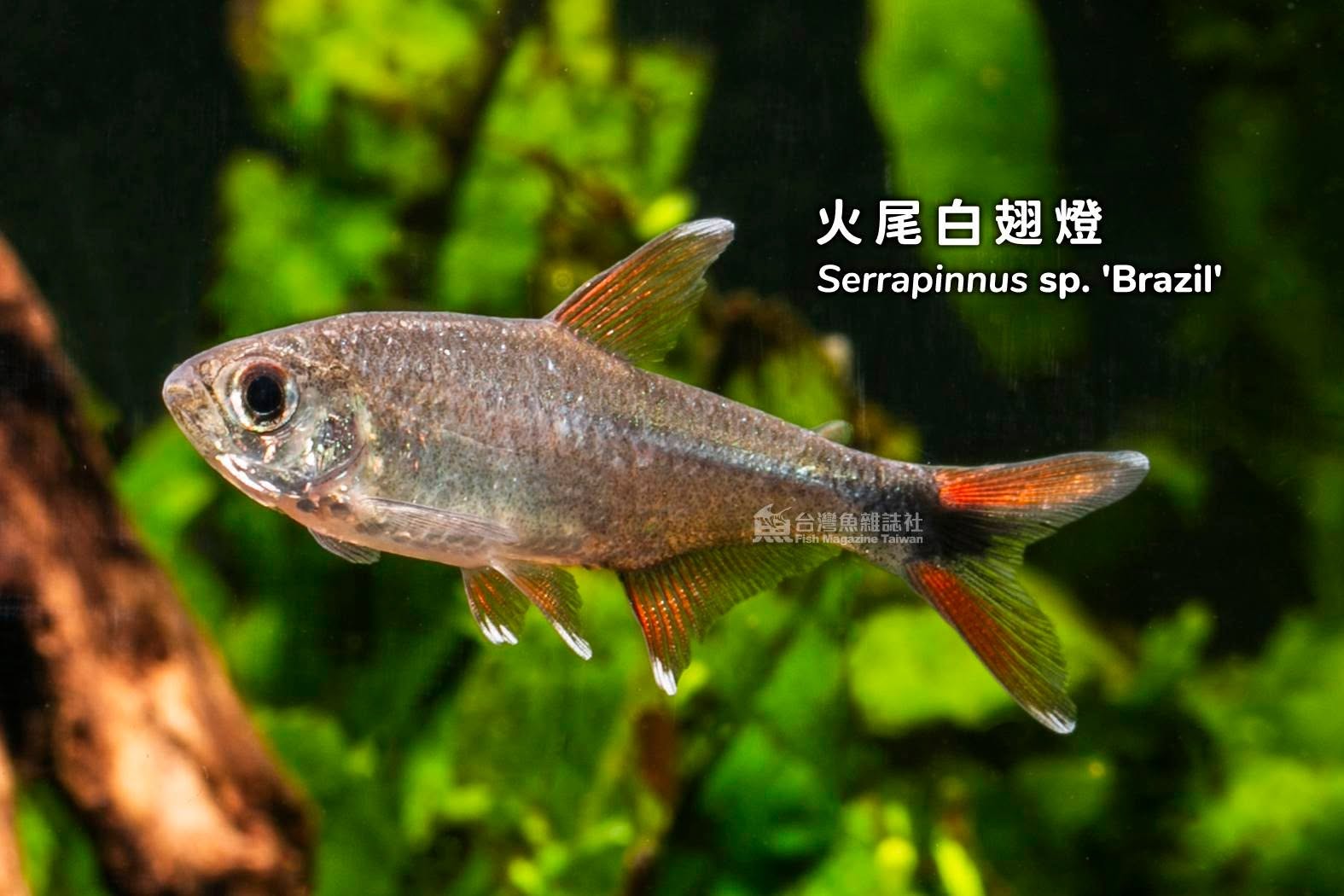 火尾白翅燈
