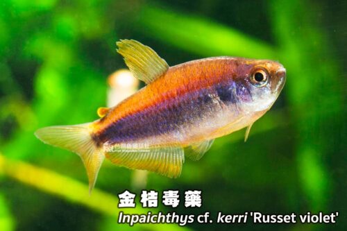 wowfish-fb-chiang-04-1