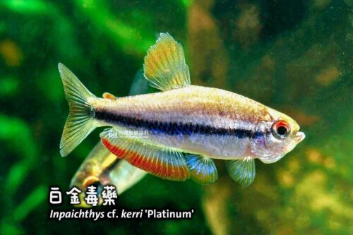 wowfish-fb-chiang-05-1