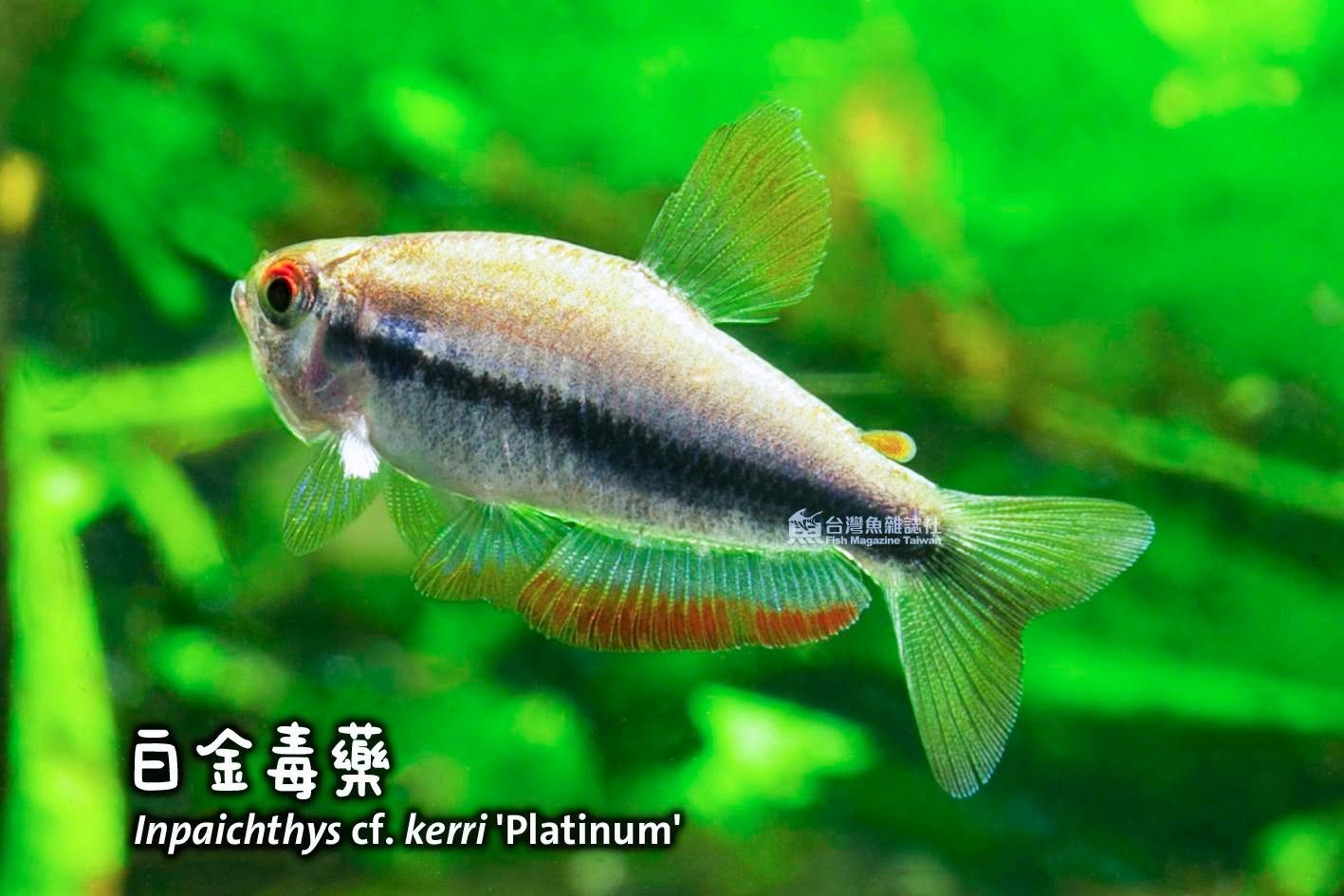 白金毒藥
