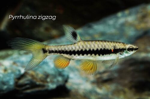 wowfish-fb-chiang-06-1