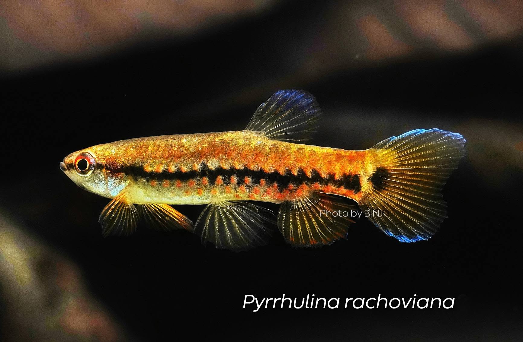 熊貓濺水魚與鍊紋濺水魚