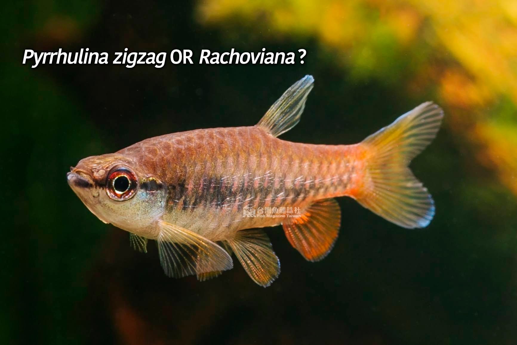 熊貓濺水魚與鍊紋濺水魚