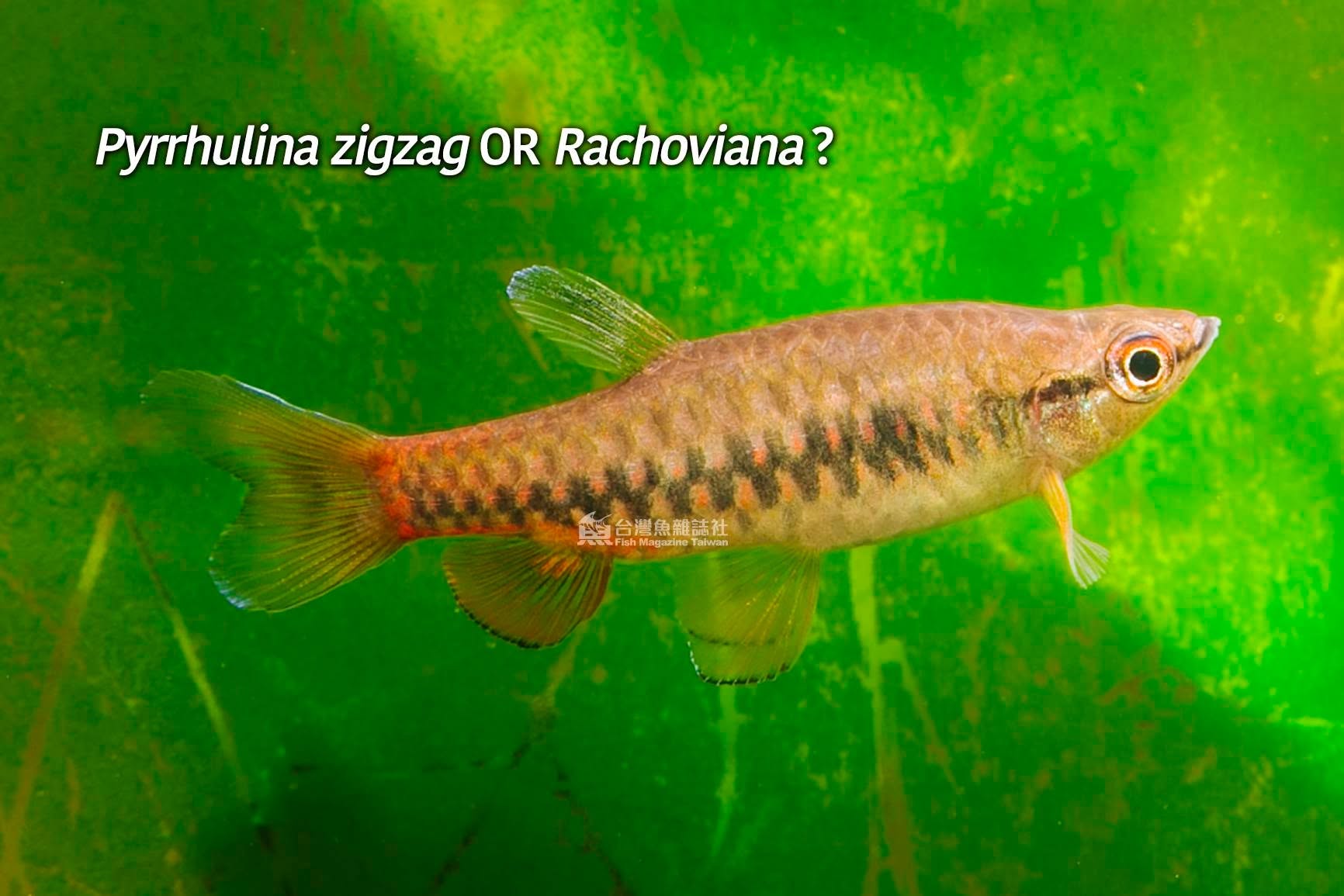 熊貓濺水魚與鍊紋濺水魚
