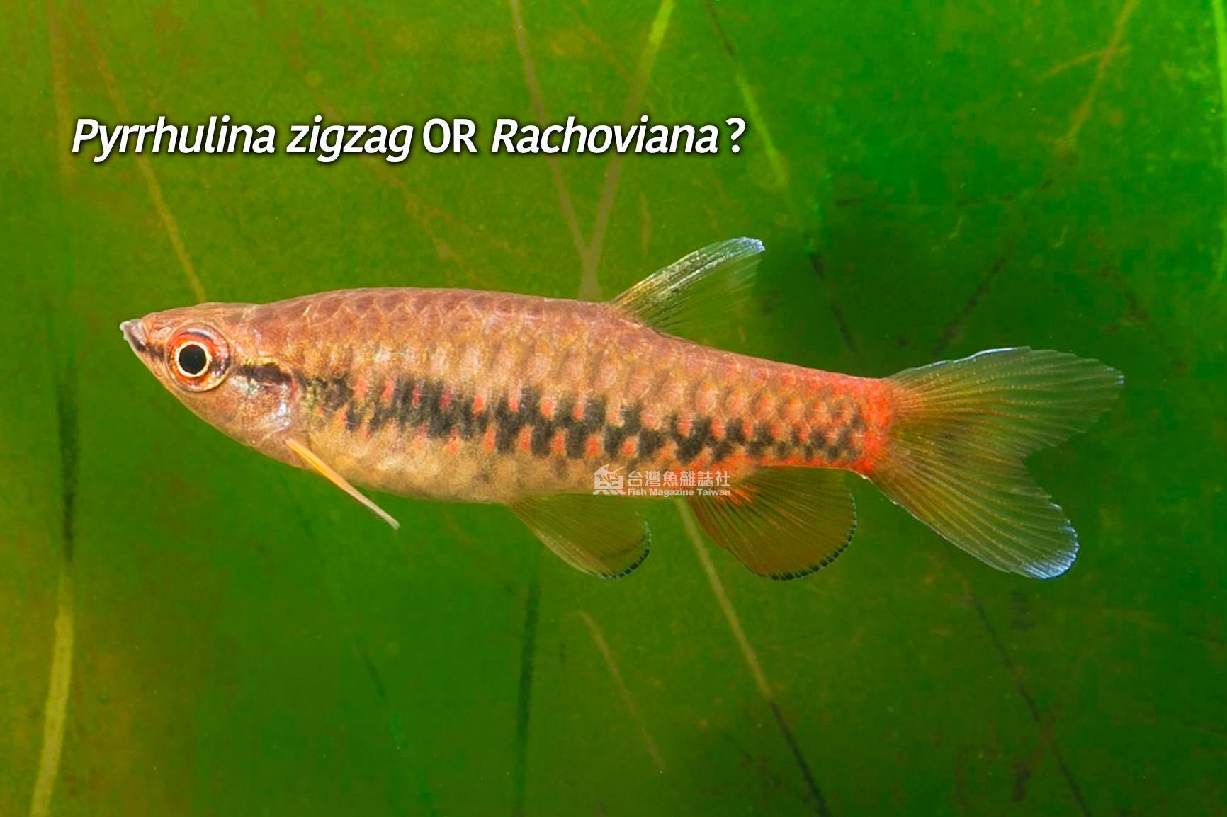 熊貓濺水魚與鍊紋濺水魚