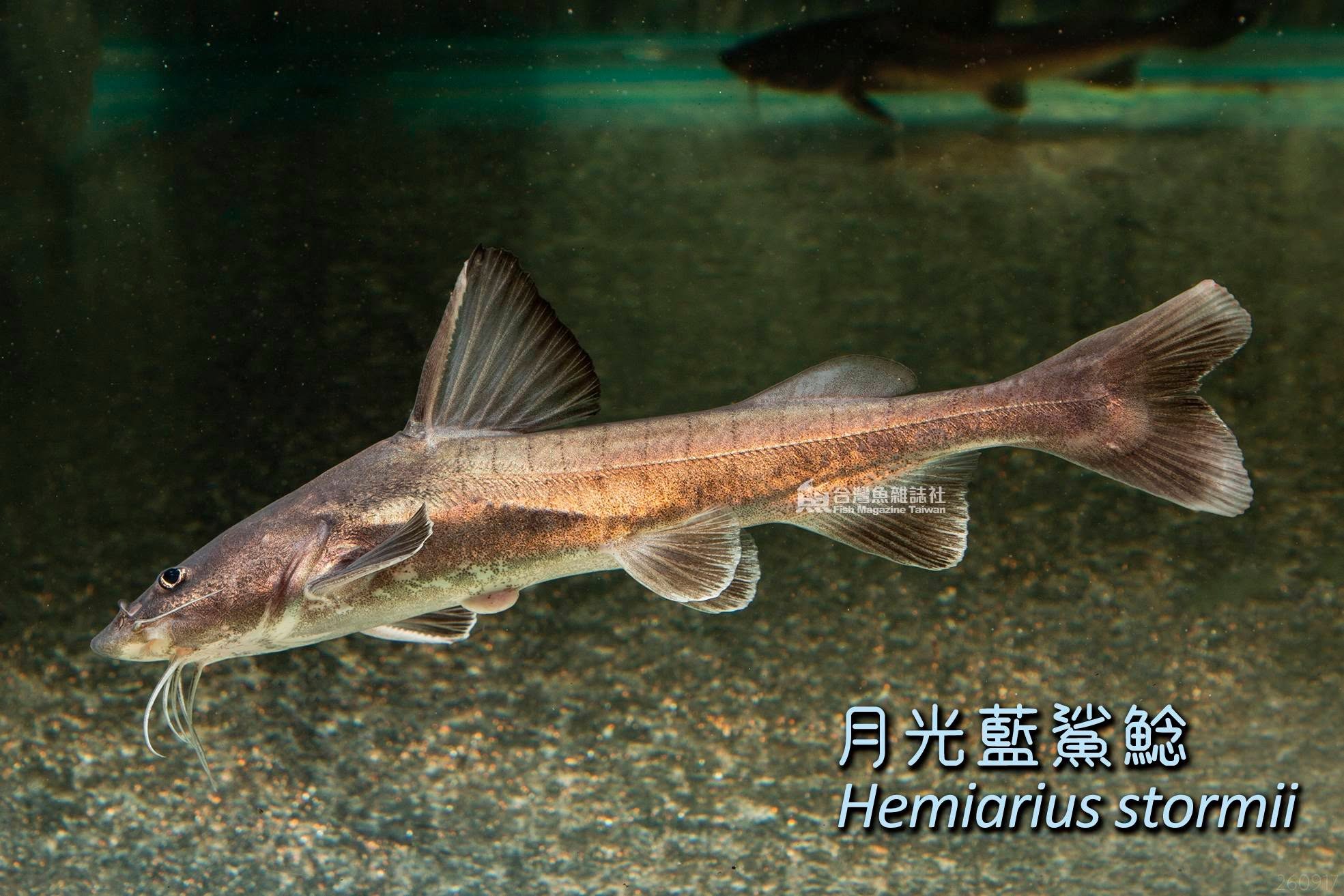 月光藍鯊鯰