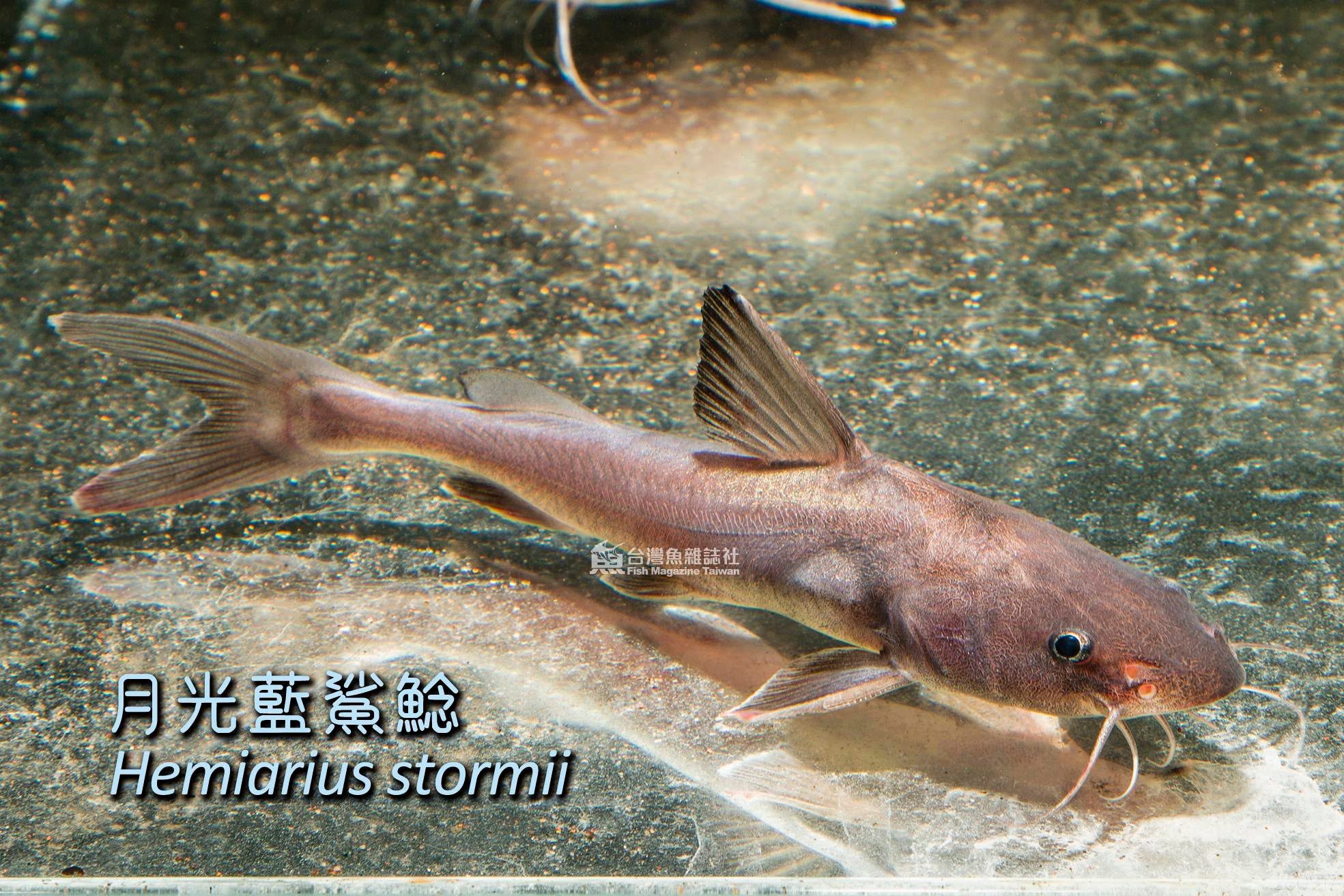 月光藍鯊鯰