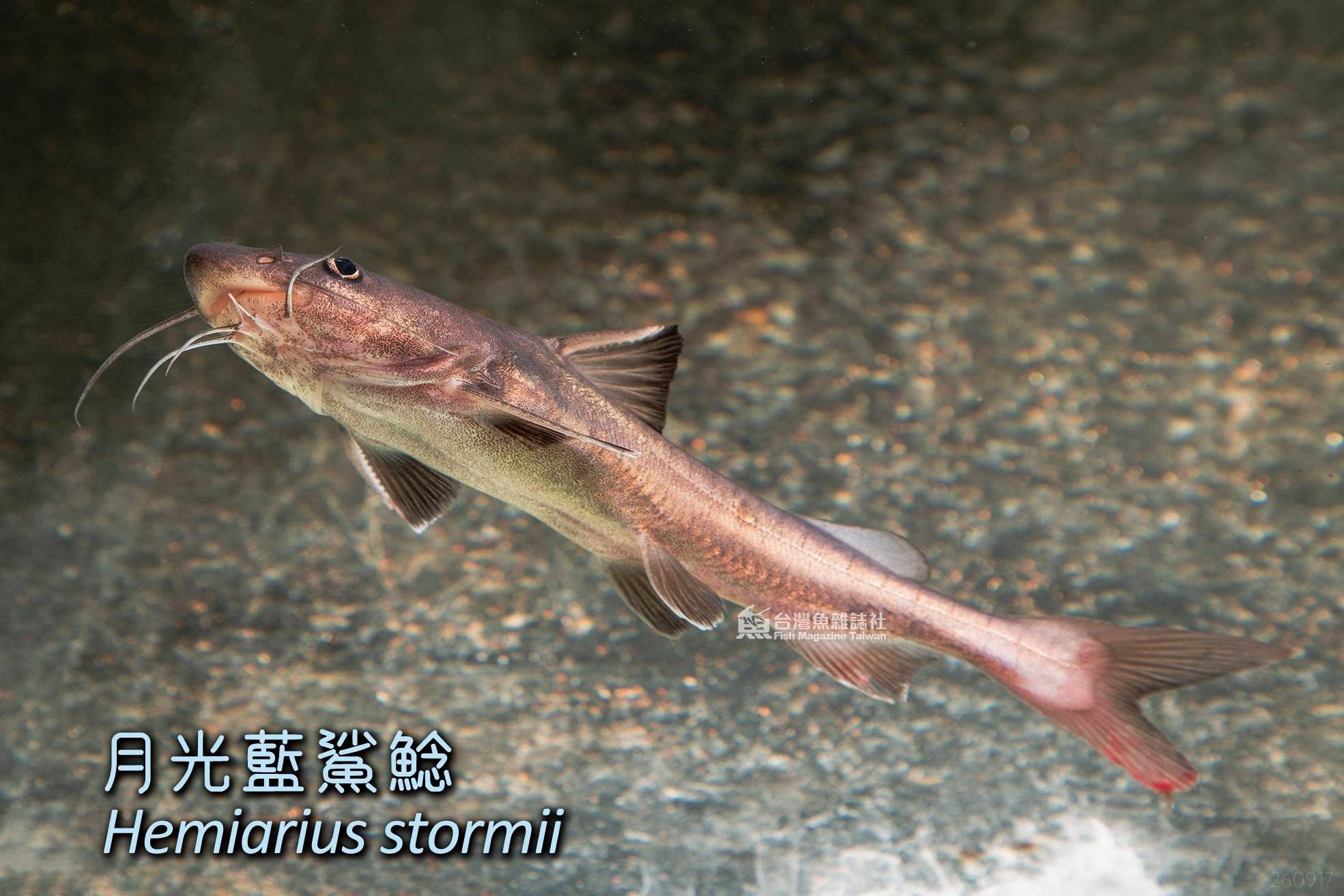 月光藍鯊鯰