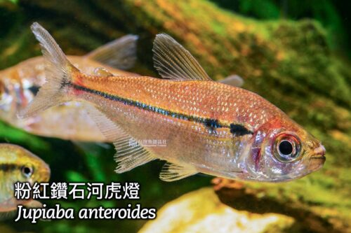 wowfish-fb-chiang-08-1