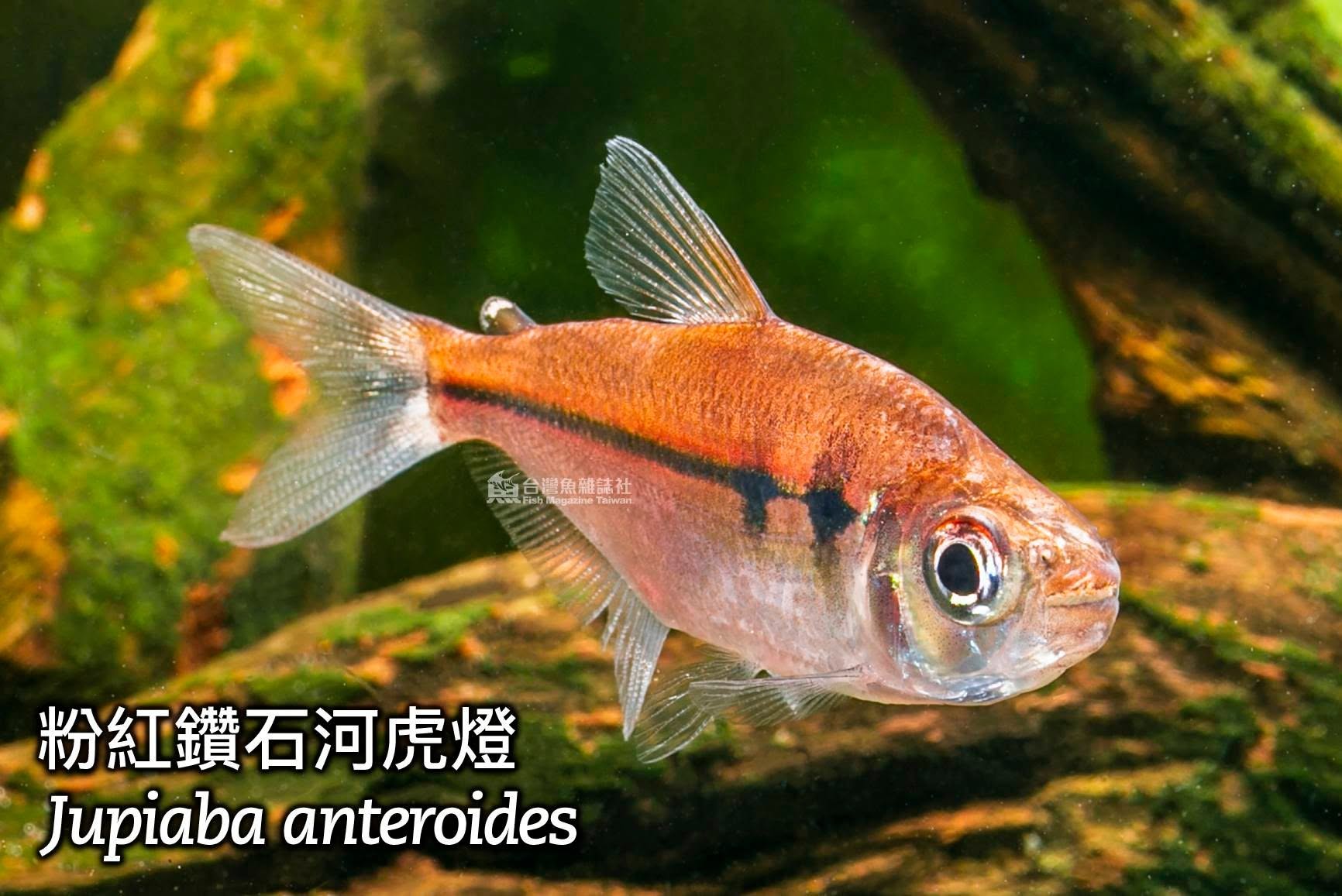 粉紅鑽石河虎燈與金剛酒紅河虎燈