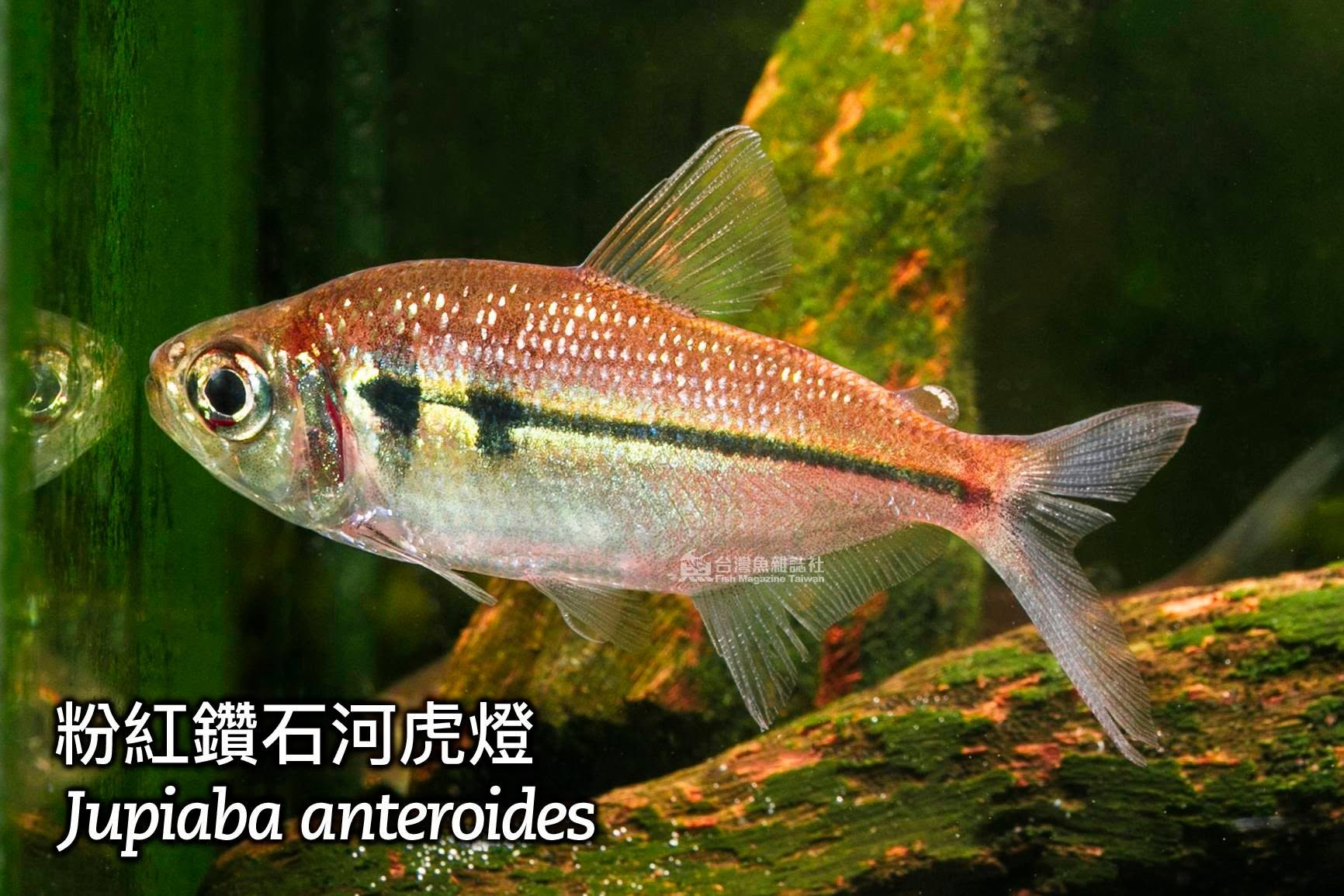 粉紅鑽石河虎燈與金剛酒紅河虎燈