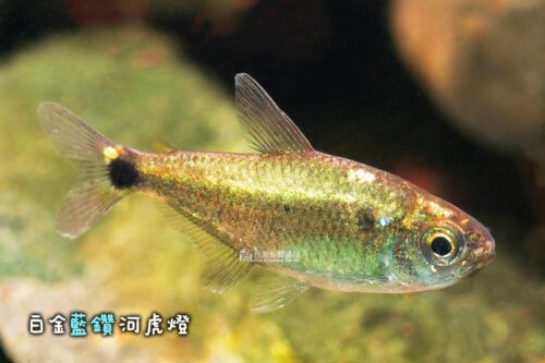wowfish-fb-chiang-09-1