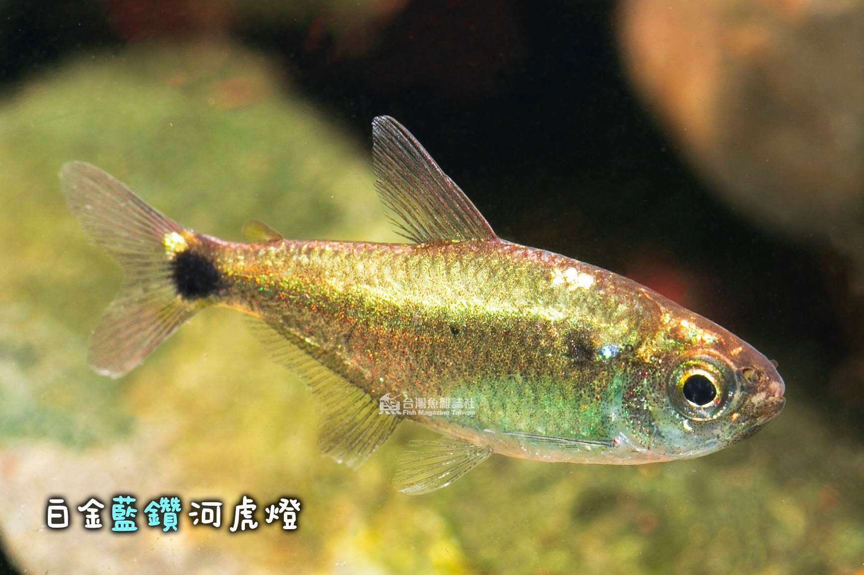 白金藍鑽河虎燈