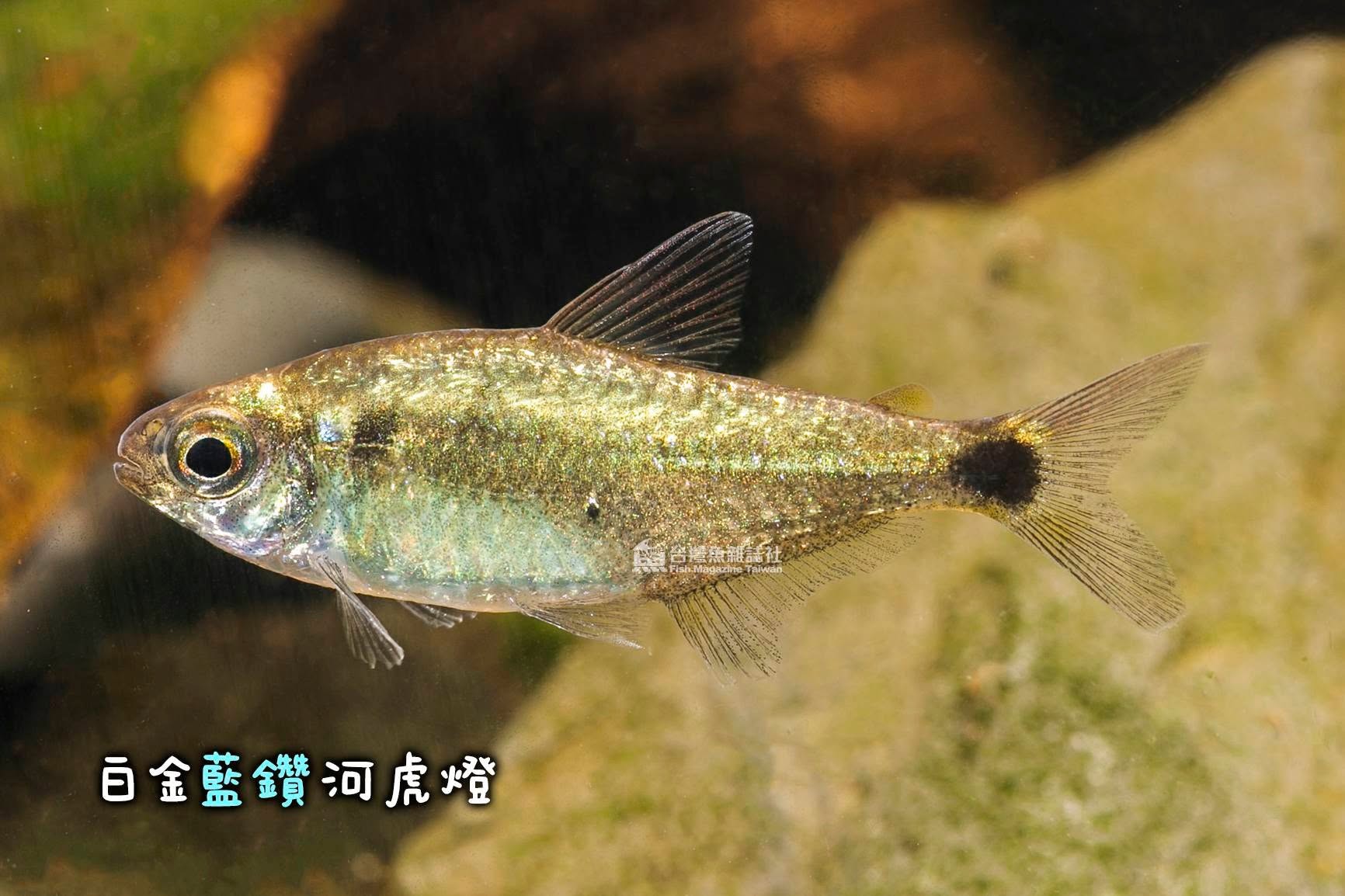 白金藍鑽河虎燈