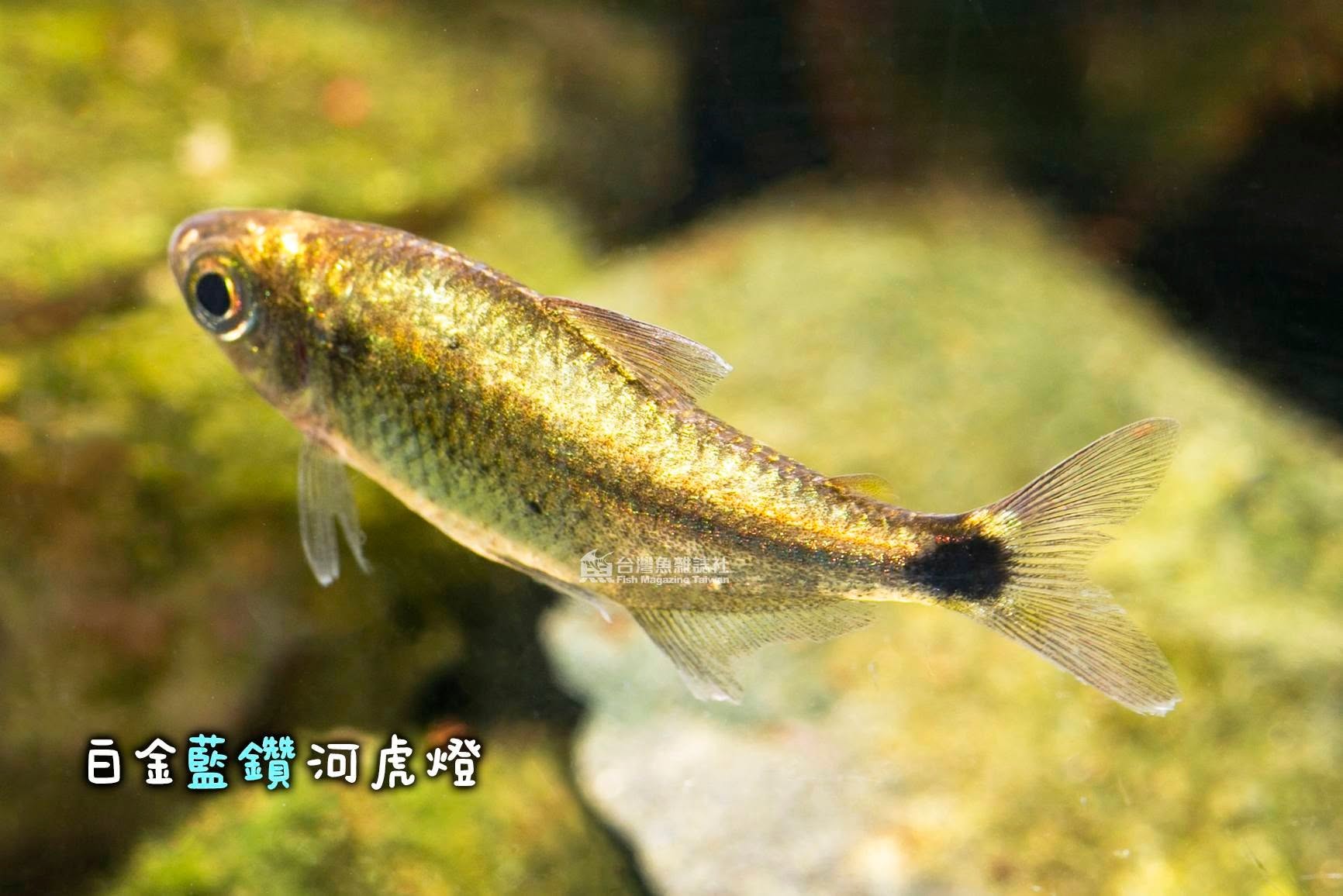 白金藍鑽河虎燈