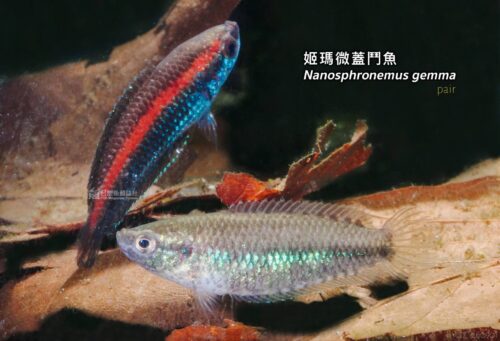wowfish-fb-chiang-10-1