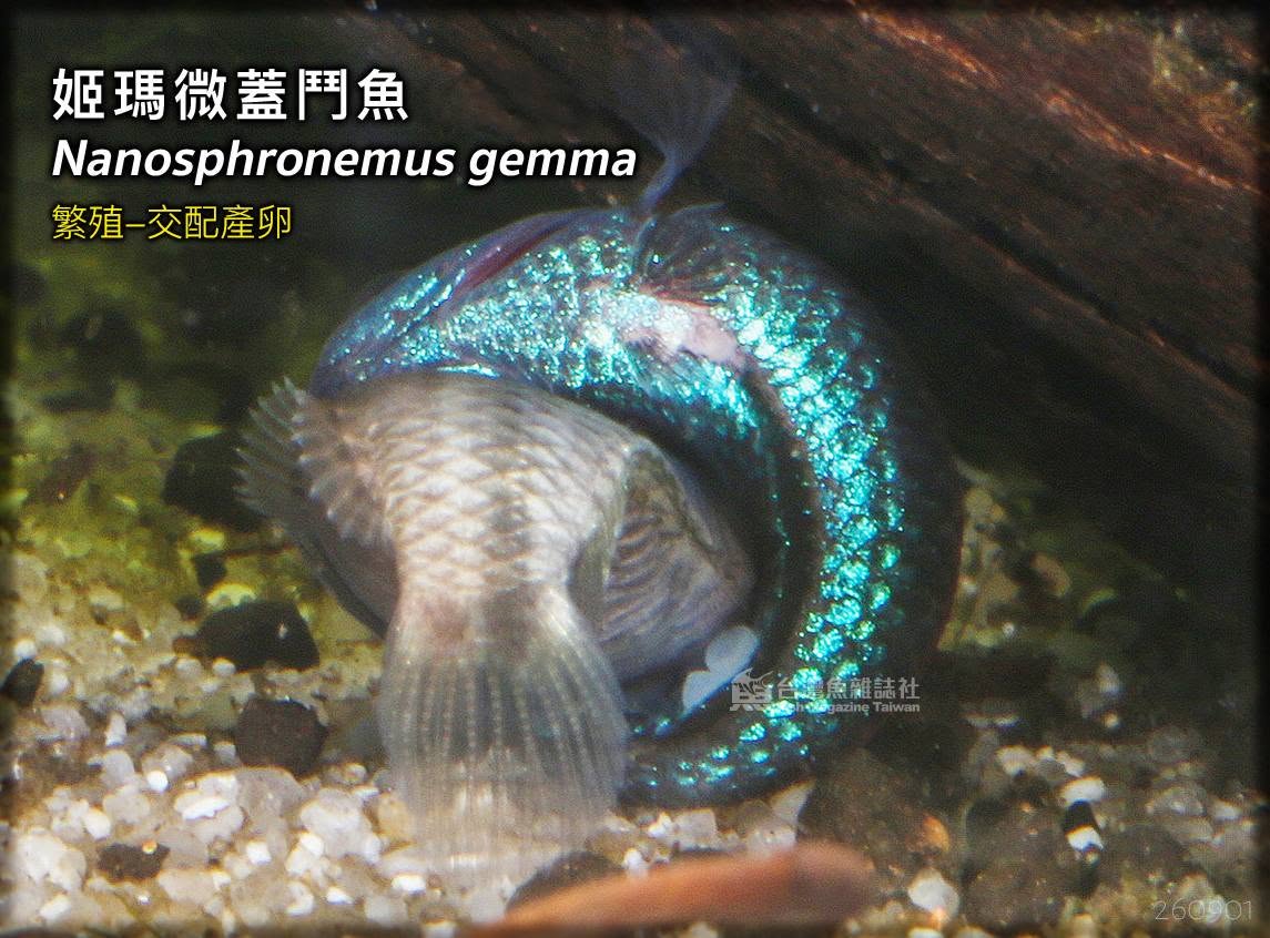 姬瑪微蓋鬥魚 繁殖紀錄