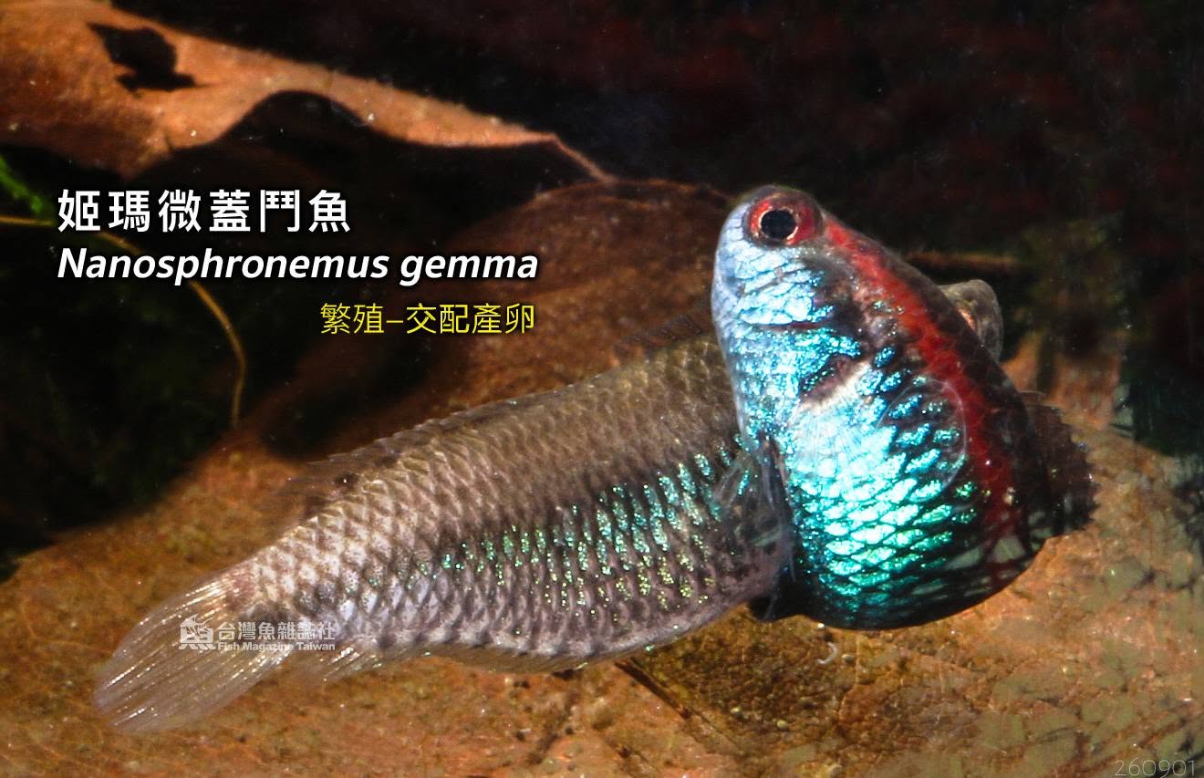 姬瑪微蓋鬥魚 繁殖紀錄