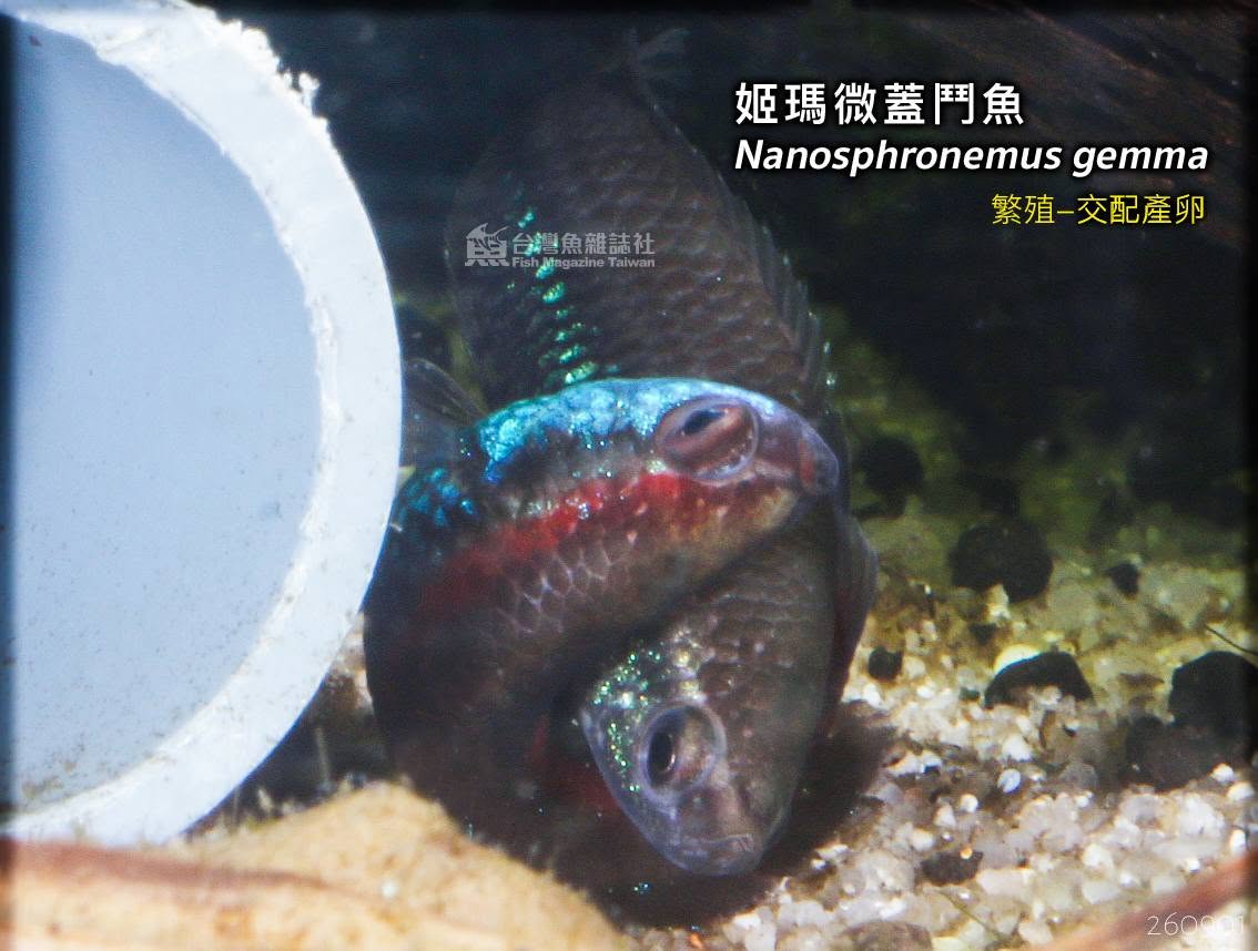 姬瑪微蓋鬥魚 繁殖紀錄