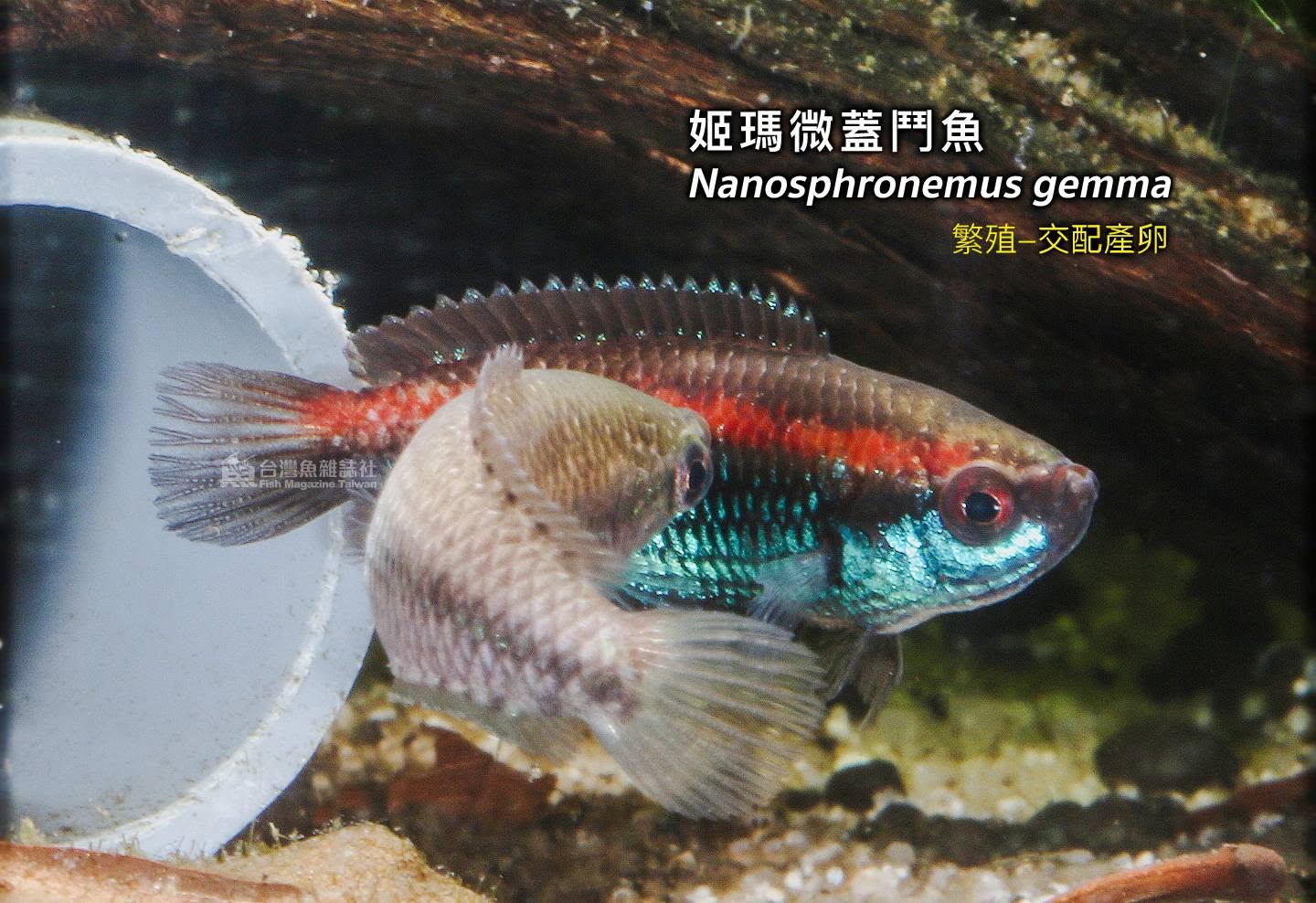 姬瑪微蓋鬥魚 繁殖紀錄
