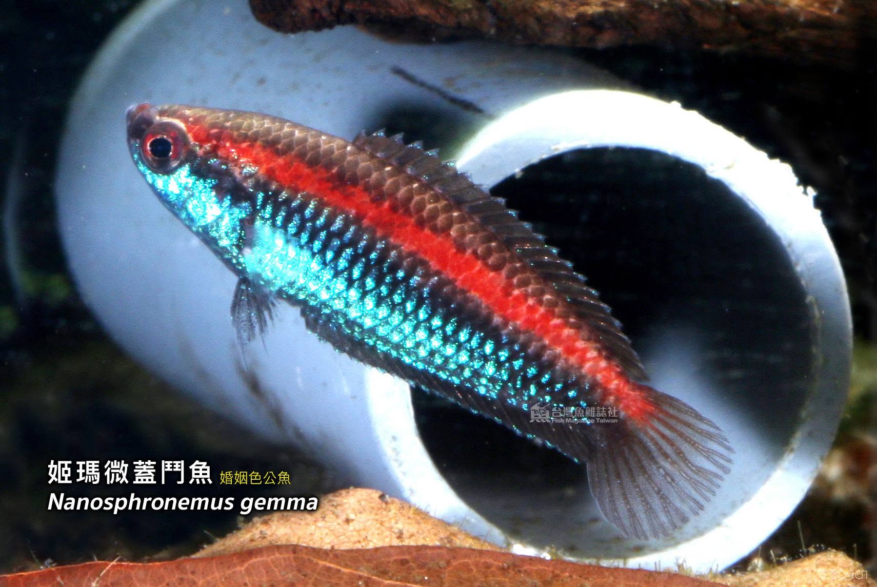 姬瑪微蓋鬥魚 繁殖紀錄