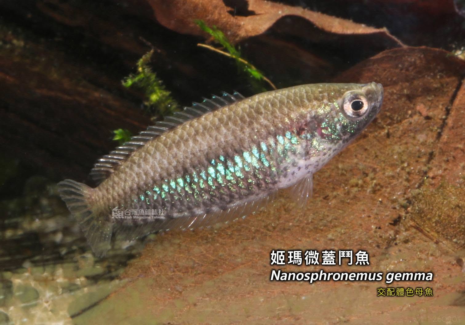 姬瑪微蓋鬥魚 繁殖紀錄