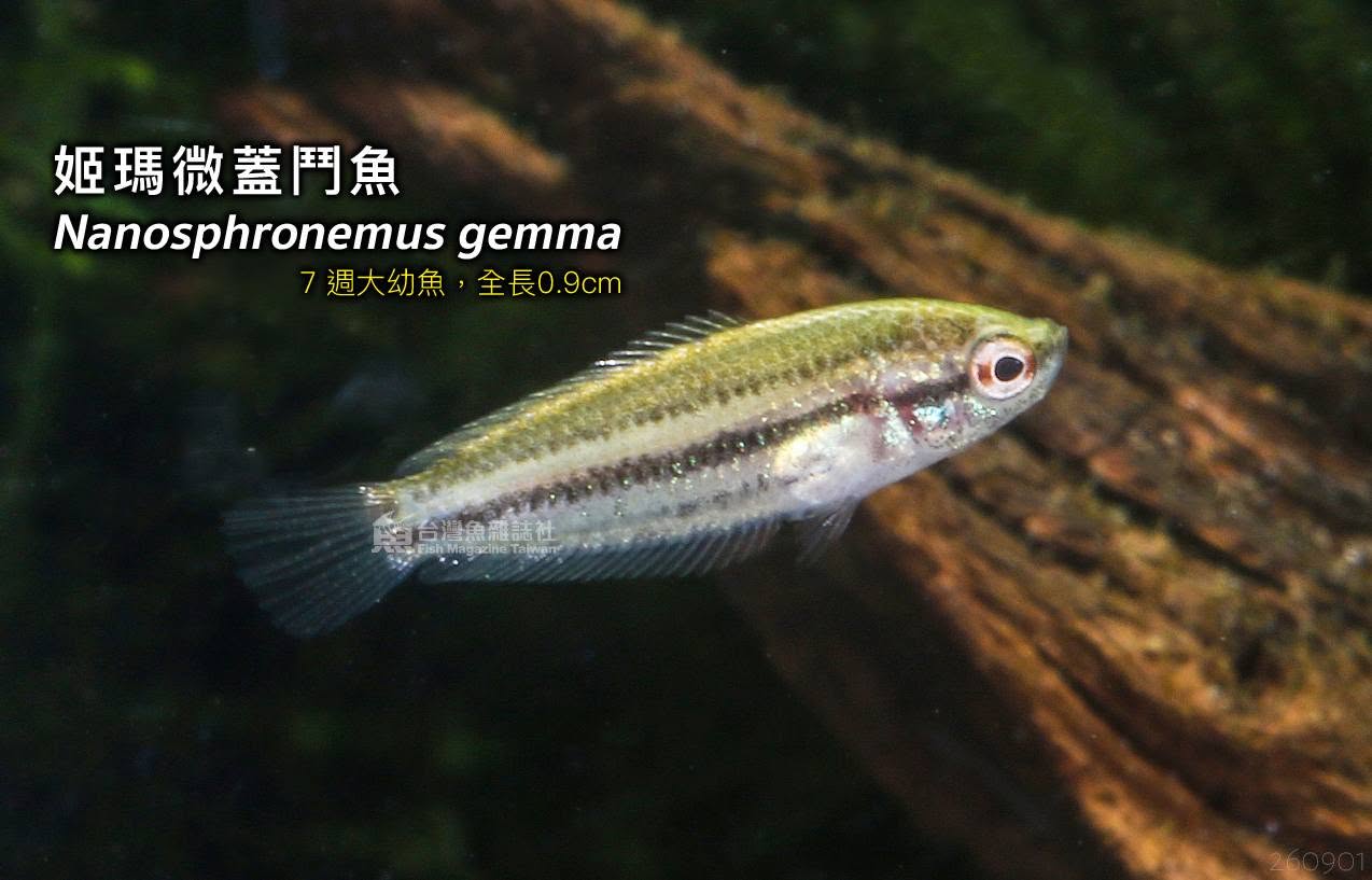 姬瑪微蓋鬥魚 繁殖紀錄