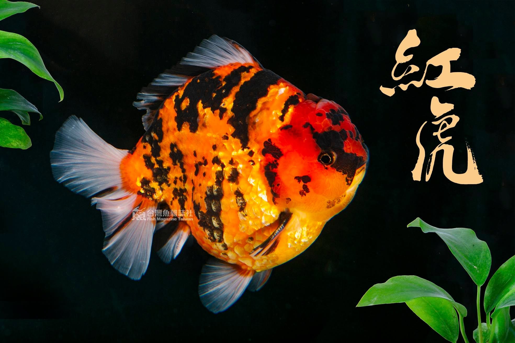 金魚 Carassius auratus
