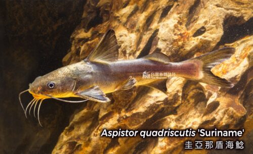 wowfish-fb-chiang-20261009-1