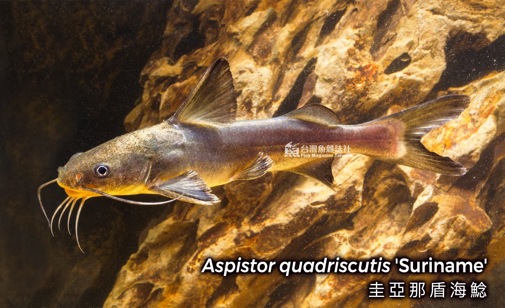 圭亞那盾海鯰