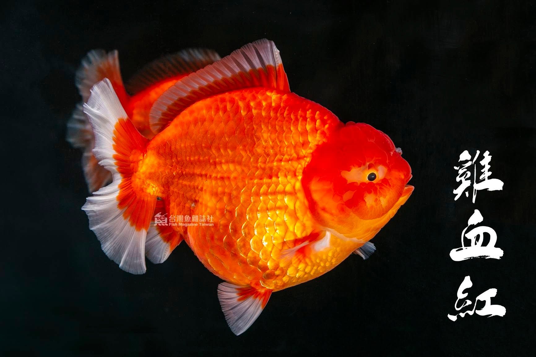金魚 Carassius auratus