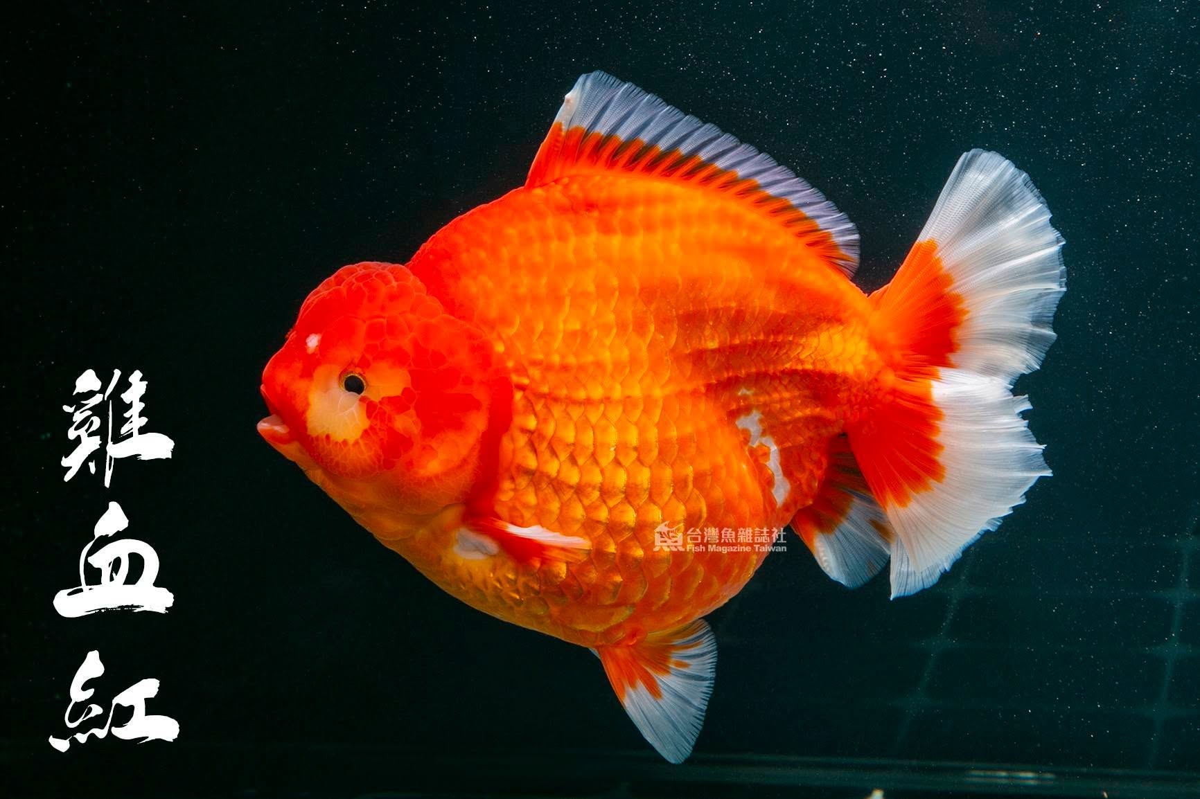 金魚 Carassius auratus
